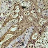 Histone H2B (Phospho-S32) Rabbit Polyclonal Antibody