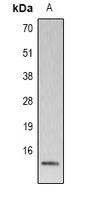 Histone H4 (Phospho-S80) Rabbit Polyclonal Antibody