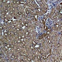 HSP27 Antibody