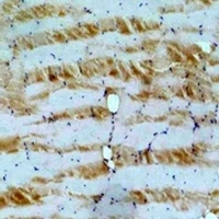 IGFN1 Rabbit Polyclonal Antibody