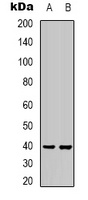IKB alpha Rabbit Polyclonal Antibody