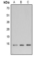 LC3B Rabbit Polyclonal Antibody