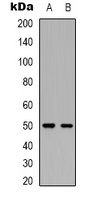 NMBR Rabbit Polyclonal Antibody