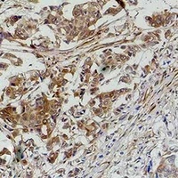 STAT1 Antibody