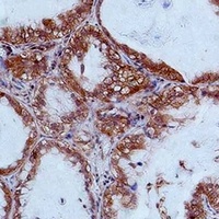 STAT2 Antibody