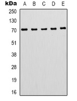 ZNF499 Rabbit Polyclonal Antibody