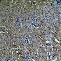 ZNF499 Rabbit Polyclonal Antibody