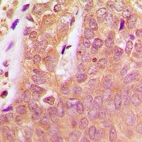 SHPTP1 (Phospho-Y536) Antibody