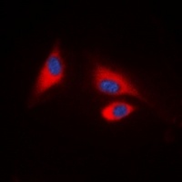 SHPTP1 (Phospho-Y536) Antibody