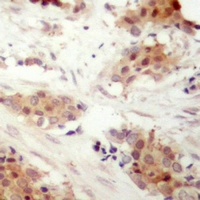 Cyclin D3 (Phospho-T283) Antibody