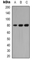 PKC theta Rabbit Polyclonal Antibody