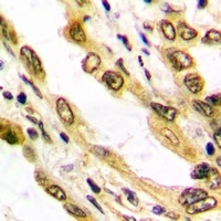 Histone H3 Antibody