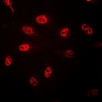 Histone H3 Antibody