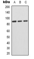 CD44 (Phospho-S706) Rabbit Polyclonal Antibody