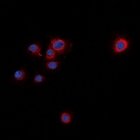 Syntaxin 1A (Phospho-S14) Antibody