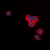 BID Antibody