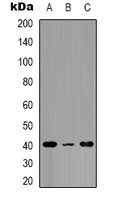 EP2 Rabbit Polyclonal Antibody