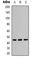 IKB epsilon (Phospho-S22) Antibody