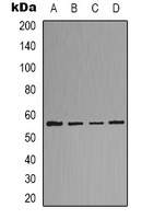 LCK Antibody