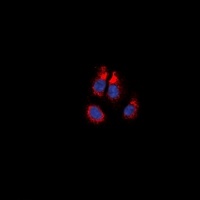Alpha-1A Adrenergic Receptor Rabbit Polyclonal Antibody