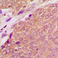 ASC Antibody