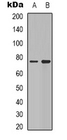Synapsin 1 Antibody