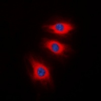 Caldesmon (Phospho-S789) Antibody