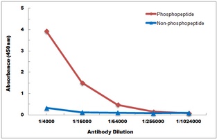 IRF3 (Phospho-S385) Antibody