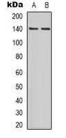 PER2 (Phospho-S662) Antibody