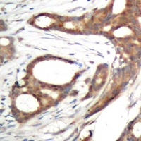 PER2 (Phospho-S662) Antibody