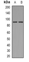 MSK1 (Phospho-S212) Antibody