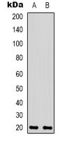 BAX Antibody