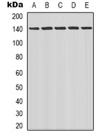 LATS1/2 Rabbit Polyclonal Antibody