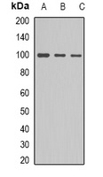 ACTN1 Antibody