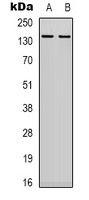 DNA Ligase 1 Rabbit Polyclonal Antibody
