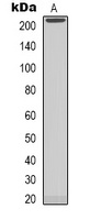 NAV1 Rabbit Polyclonal Antibody