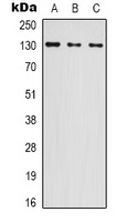 NOL8 Rabbit Polyclonal Antibody