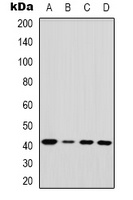 EDA Rabbit Polyclonal Antibody
