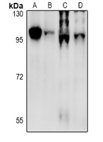 CD19 Antibody
