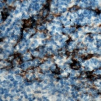 CD19 Antibody