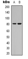 NRG3 Rabbit Polyclonal Antibody