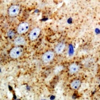 NRG3 Rabbit Polyclonal Antibody