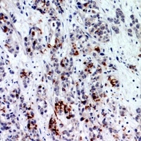 BATF3 Rabbit Polyclonal Antibody