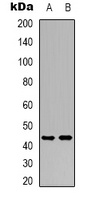 MC5 Receptor Rabbit Polyclonal Antibody