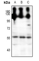 NPY5R Antibody