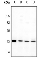 GPR170 Rabbit Polyclonal Antibody