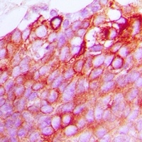 GPR170 Rabbit Polyclonal Antibody