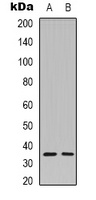 Caspase 3 p12 Rabbit Polyclonal Antibody