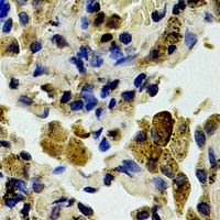 Caspase 3 p12 Rabbit Polyclonal Antibody