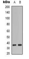 Caspase 9 p35 Rabbit Polyclonal Antibody